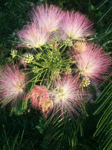 albizia julibrissin(pomul de matase)