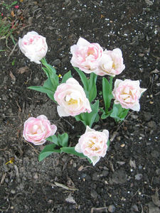 tulipa angelique