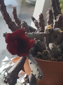 Huernia pendula