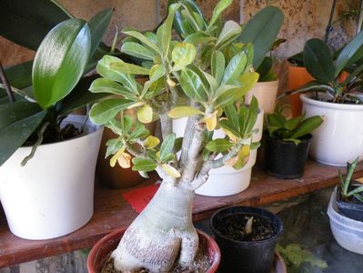 adenium 130rezercat