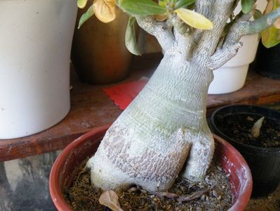 detaliu caudex