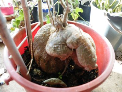 coccinea grandis caudex xxl 150