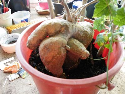 detaliu coccinea