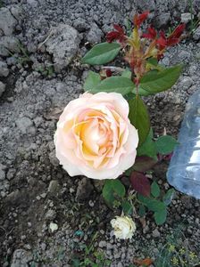 IMG-20191015-WA0001