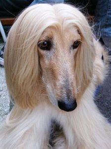 Afghan Hound; Faramita Lambru - La crama din Dragos ani
