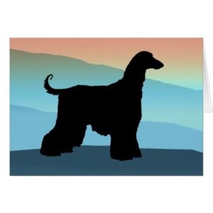 afghan hound