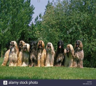 afghan-hound-dog-on-lawn-