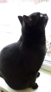 AMIRA