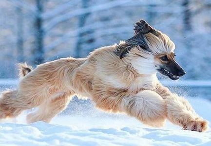 Afghan-hound-