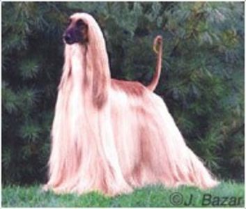 DogBreed-Afghan-Hound