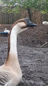 Fiu african iunie 2019