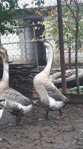 Gascan chinezesc inalt 2019