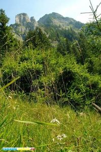 rodnei_cascada_cailor; Localitatea este cunoscuta pentru dezvoltarea mineritului si exploatarii forestiere, la care se adauga dezvoltarea turismului alpin de vara si de iarna
