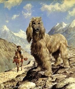 afghan-hound