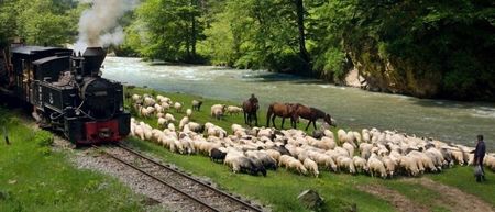 streifen_bahn_schaf