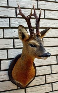 Bust de caprior_1; Disponibil ....
