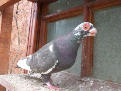 SAM_6787