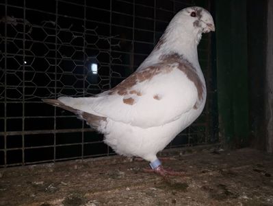 Vanduta