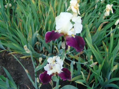 iris germanica