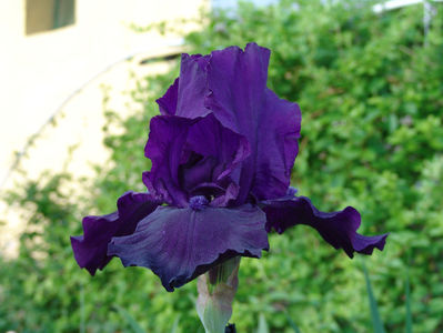 iris germanica night owl