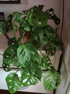 ; monstera adansonii cumparata in aug.a crescut mult si continua sa creasca
