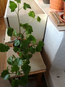 ; cred ca este un fel de plectranthus,am furat un varf cu 3 frunze in iunie si acum este cum se vede
