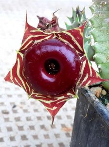 Huernia zebrina v. magnimama