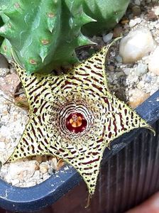 Huernia kenedyana hb.