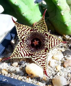 Huernia stapelioides