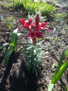 lilium asiaticum hybr.