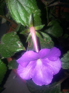 achimenes lilac