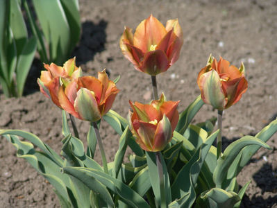tulipa viridiflora picasso