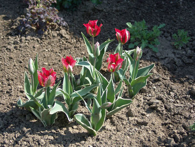 tulipa viridiflora esperanto