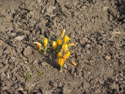 colchicum spp(branduse)