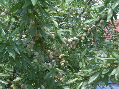 prunus dulcis(migdal)