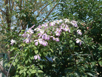 clematis rosea hybr.