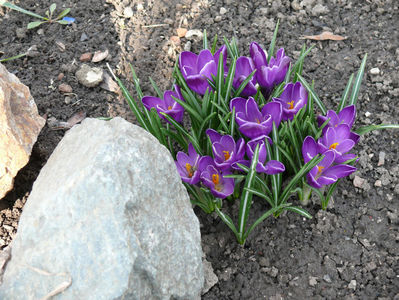 colchicum spp(branduse)