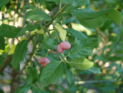 euonymus europaeus(salba moale)