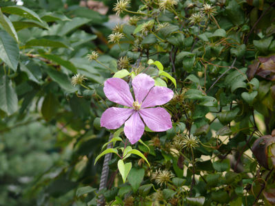 clematis rosea hybr.