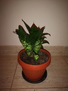 Sansevieria Hahnii