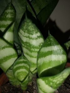 Sansevieria Hahnii