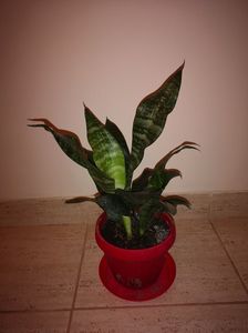 Sansevieria Trifasciata