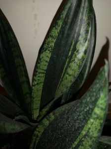 Sansevieria Whitney