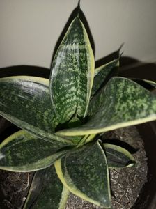 Sansevieria Hahnii marginata