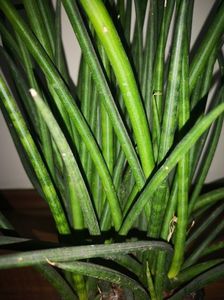 Sansevieria Cilindrica