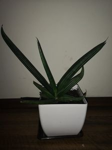 Sansevieria ED-EBY