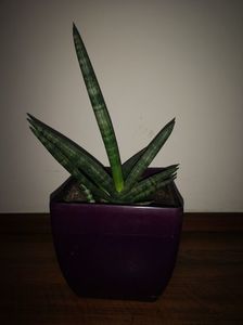 Sansevieria Boncel