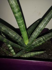 Sansevieria Boncel