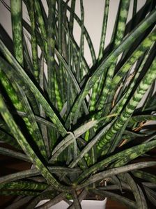 Sansevieria Fernwood