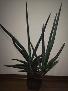 Sansevieria robusta blue